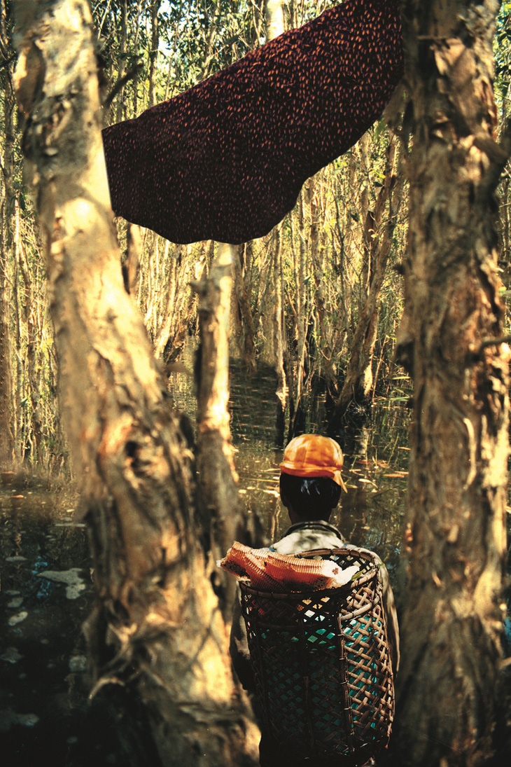 Gác kèo ong - chuyện cổ tích có thật ở rừng U Minh - Kỳ 4: Những đoàn phong ngạn đi theo gió rừng - Ảnh 1.
