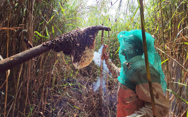Gác kèo ong - chuyện cổ tích có thật ở rừng U Minh - Kỳ 4: Những đoàn phong ngạn đi theo gió rừng