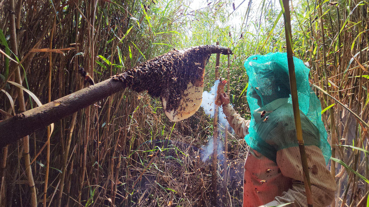 Gác kèo ong - chuyện cổ tích có thật ở rừng U Minh - Kỳ 4: Những đoàn phong ngạn đi theo gió rừng - Ảnh 2.