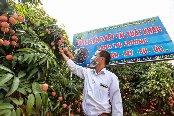 Toàn tỉnh Bắc Giang đang duy trì 178 mã số vùng trồng phục vụ xuất khẩu với diện tích hơn 16.600 ha - Ảnh: C. TUỆ