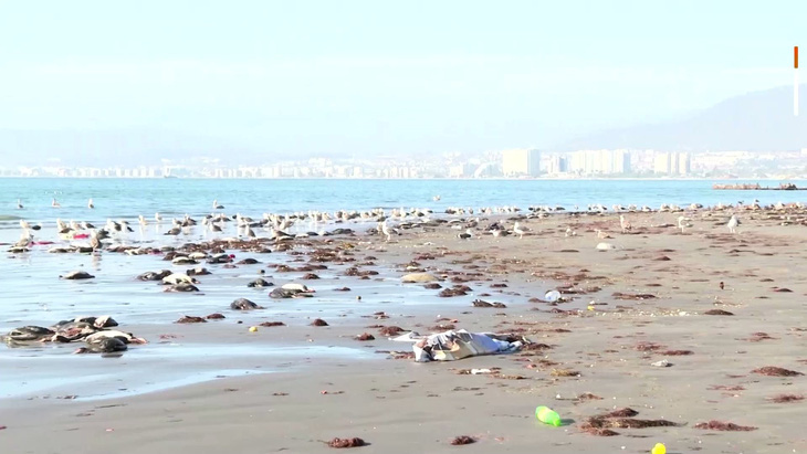 Tuần này, hàng trăm con chim đã nằm chết rải rác dọc theo bờ biển Changa tại tỉnh Coquimbo, miền bắc Chile, mà chưa rõ nguyên nhân. Chính quyền địa phương đang gửi mẫu đi xét nghiệm để xem sự việc có liên quan bệnh cúm gia cầm nào không. (Reuters) 