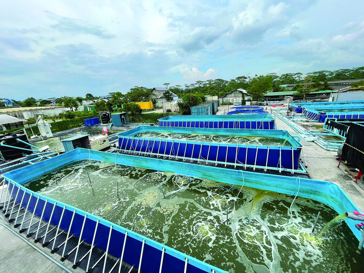 Trang trại tôm bền vững Nature’s Hug của Blue Aqua ở Singapore.