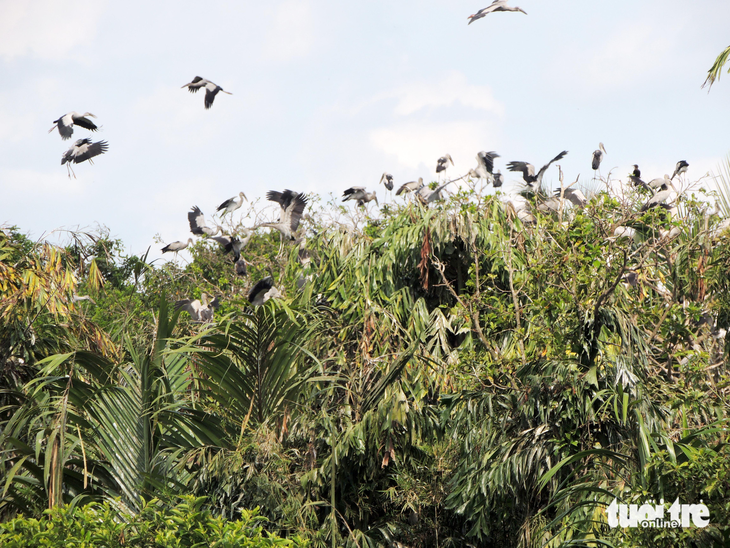 Tỉnh Vĩnh Long bảo vệ đàn chim quý của lão nông Hai Chìa - Ảnh 1.