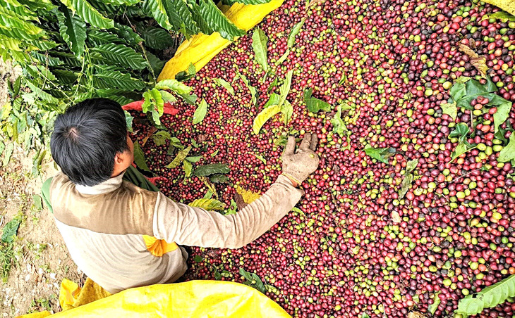 luật chống phá rừng