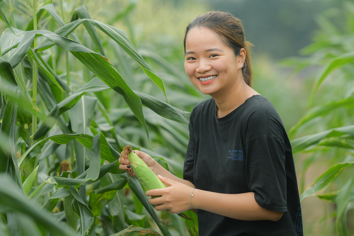 Giống bắp mới siêu ngọt, hái xong ăn liền, không cần luộc, nướng - Ảnh 1.