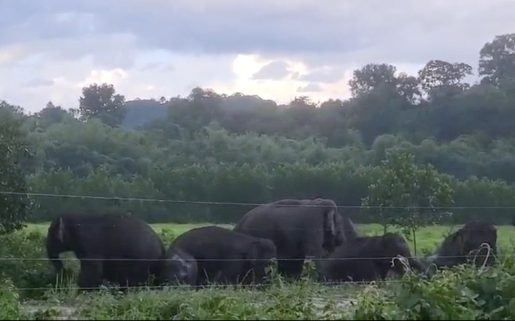 Cả đàn voi rừng béo tốt ra bìa rừng kiếm ăn ở Đồng Nai - Ảnh 1.