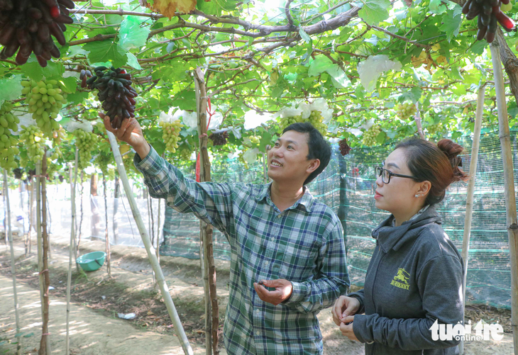 Vườn nho của anh Nguyễn Đình Trí đã trĩu quả, sẵn sàng đón du khách - Ảnh: DUY NGỌC