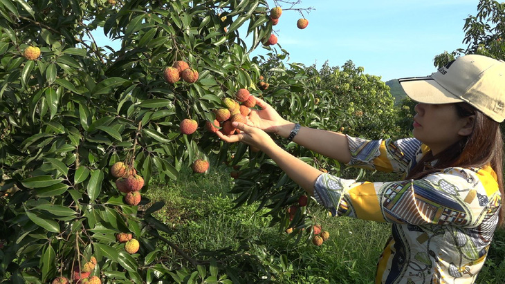 Vải không hạt Thanh Hóa đi máy bay sang Anh, Nhật Bản - Ảnh 1.