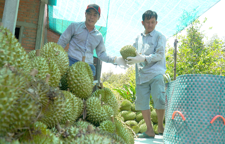 Thu hoạch sầu riêng tại vườn - Ảnh: M.TRƯỜNG