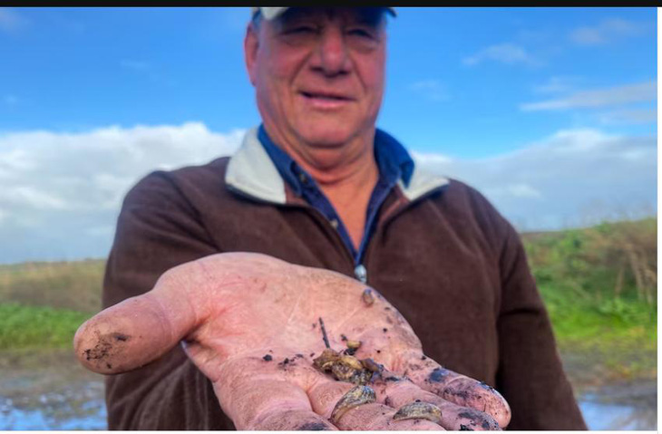 Nông dân Trevor Rayson ở Hatherleigh, Nam Úc, cho biết lũ sên đang ăn cây trồng của ông - Ảnh: Đài ABC