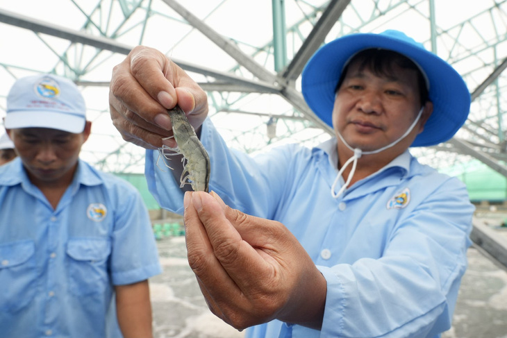 Chuyện gì đang xảy ra với con tôm Việt Nam? - Ảnh 3.