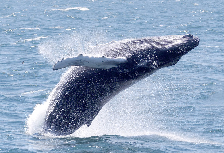 Cá voi tại một khu bảo tồn biển ngoài khơi bang Massachusetts của Mỹ năm 2022 - Ảnh: AFP