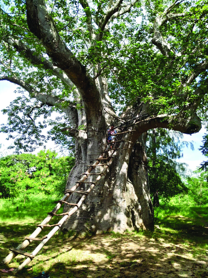 Cây bao báp hơn 800 tuổi ở Kenya. Ảnh: TOMMASO GIOIA