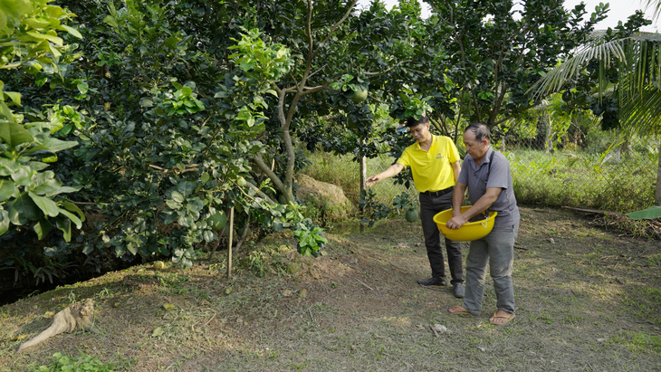 NPK Cà Mau được bón cho vườn cây ăn trái