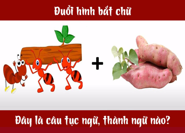 Câu tục ngữ, thành ngữ khó nhằn này là gì? (P37) - Ảnh 4.