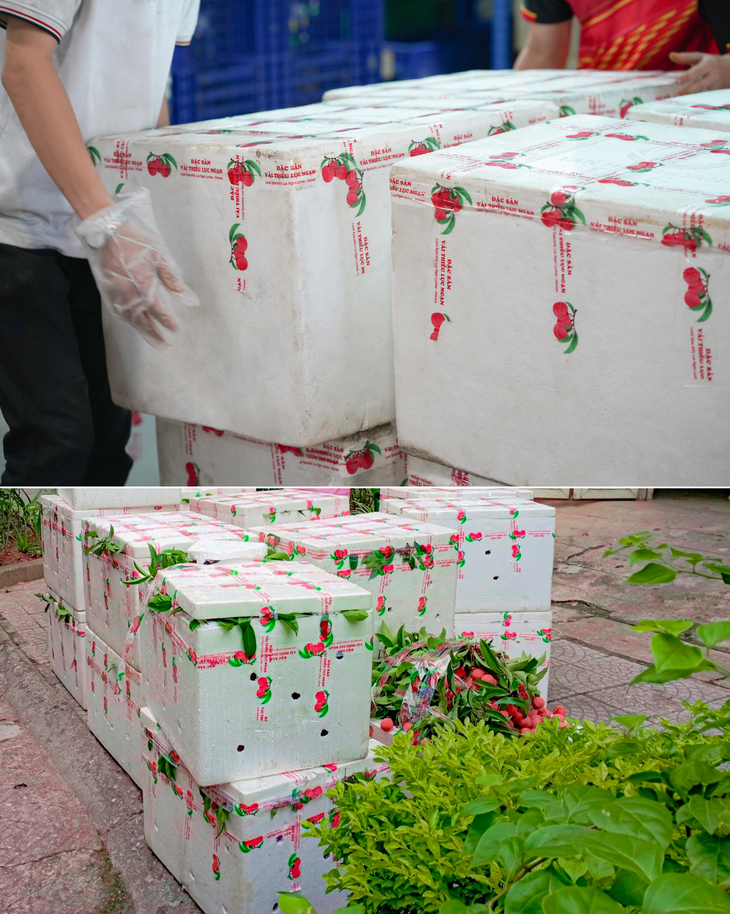 Cuối cùng, vải được đóng cẩn thận trong thùng xốp có đá và giao cho đơn vị vận chuyển đi trực tiếp từ Lục Ngạn, Bắc Giang đến trung tâm phân phối nông sản của FoodMap tại TP.HCM