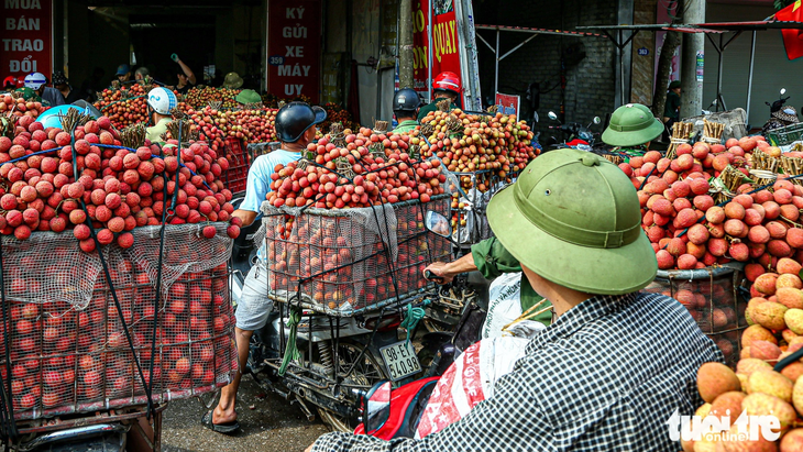 Tại một điểm cân vải ở thị trấn Chũ, huyện Lục Ngạn (Bắc Giang), những người nông dân kiên nhẫn xếp hàng chờ tới lượt vào cân vải - Ảnh: HÀ QUÂN