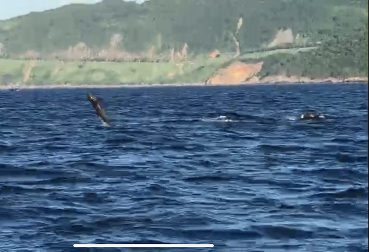 Đàn cá heo nhảy múa trên mặt nước gần bờ Đà Nẵng - Ảnh: VÕ NGUYỄN THÁI DUY