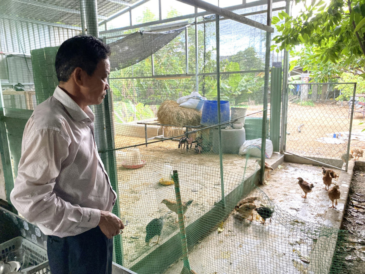 Chuồng gà có diện tích hơn 20m2 bị UBND phường Hòa Thọ Tây, quận Cẩm Lệ, Đà Nẵng “tuýt còi” - Ảnh: TRƯỜNG TRUNG