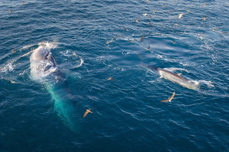 Hai chú cá voi say sưa săn mồi ở biển Đề Gi năm 2022 - Ảnh: NGÔ TRẦN HẢI AN