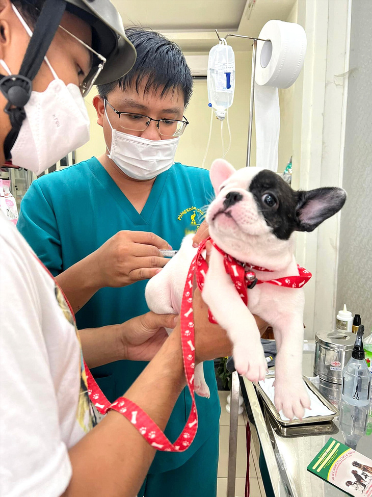Kiểm tra sức khỏe định kỳ, tiêm phòng cho thú cưng để giảm thiểu nguy cơ bệnh tật - Ảnh: Y.TRINH