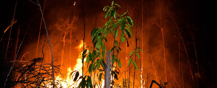 Cháy rừng Amazon - Ảnh: SCIENCE ALERT