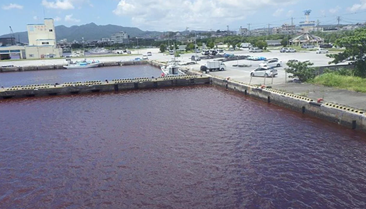 Nhật Bản: nước biển chuyển đỏ do rò rỉ chất phụ gia từ nhà máy - Ảnh 1.