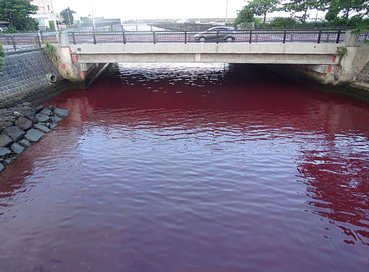 Nhật Bản: nước biển chuyển đỏ do rò rỉ chất phụ gia từ nhà máy - Ảnh 2.