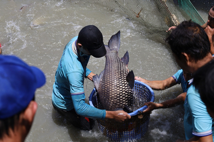 Ngắm đàn thủy quái sông Mekong - Ảnh 5.