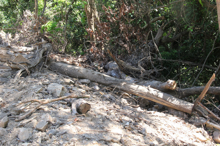 Quảng Ngãi hỏa tốc làm rõ vụ phá rừng làm đường công vụ - Ảnh 4.