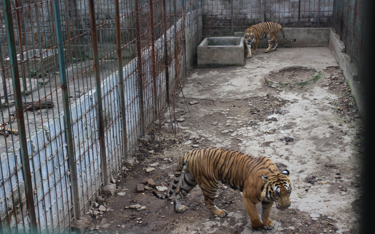 Một gia đình ở Thái Nguyên nuôi 6 con hổ, 20 năm mới bàn giao cho cứu hộ động vật hoang dã