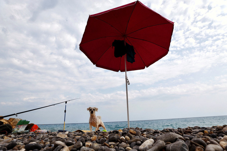 Chú chó trốn nắng khi đứng ở dưới ô trên một bãi biển ở thành phố Nice (Pháp) ngày 29-6. Một đợt sóng nhiệt hiện đang quét qua châu Âu - Ảnh: REUTERS