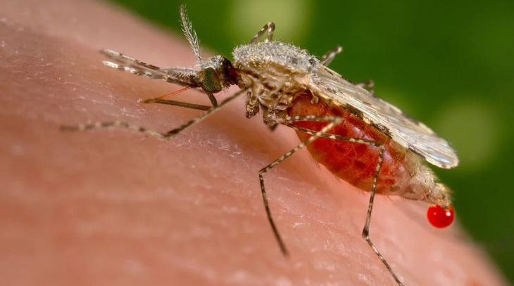 Báo động muỗi sinh sôi nhanh và sống lâu hơn, lây bệnh nhiều hơn