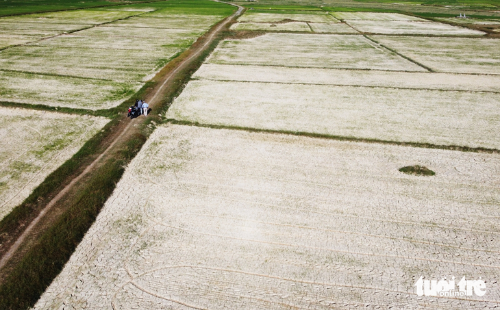Một cánh đồng ở huyện Hưng Nguyên, Nghệ An trắng xóa vì khô hạn - Ảnh: DOÃN HÒA