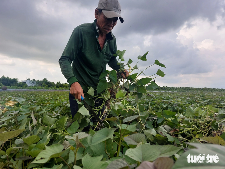 Mô hình trồng khoai lang hữu cơ tại Vĩnh Long sẽ không dư tồn phân thuốc hóa học - Ảnh: TỐNG KHOA