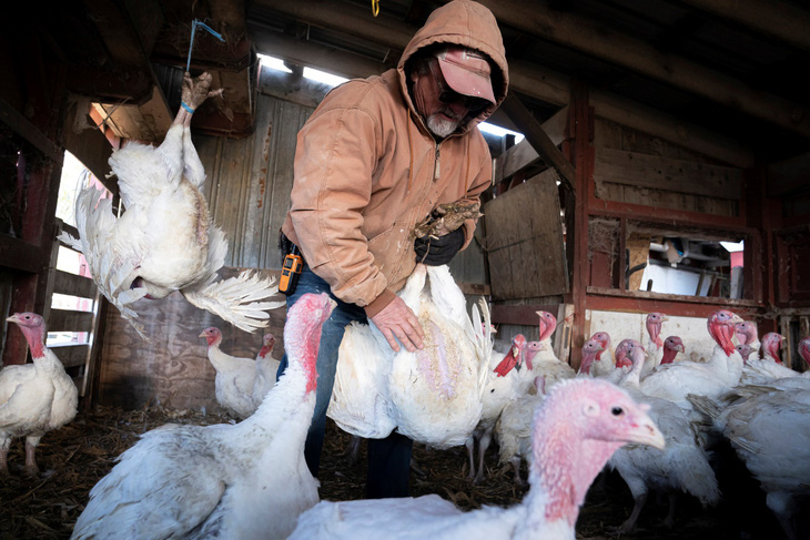 Những con gà tây này đã được nhốt trong chuồng của một gia đình ở Townsend, New Castle, Delaware, Mỹ vào năm 2022 để tránh tiếp xúc với cúm gia cầm .Ảnh: nbcnews.com