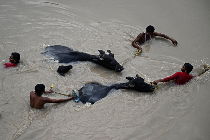 Người dân Ấn Độ vượt qua dòng nước lũ để di tản những con bò đực đến nơi an toàn sau các trận mưa lớn trút xuống thủ đô New Delhi hôm 12-7. Ảnh: AFP