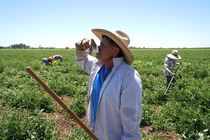 Một người nông dân đang uống nước giữa thời tiết oi nóng trên cánh đồng cà chua gần thành phố Winters, bang California, Mỹ hôm 13-7 - Ảnh: REUTERS