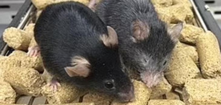 Con chuột bên phải già hơn 150% so với người anh em bên trái có uống thuốc - Ảnh: DAILY MAIL