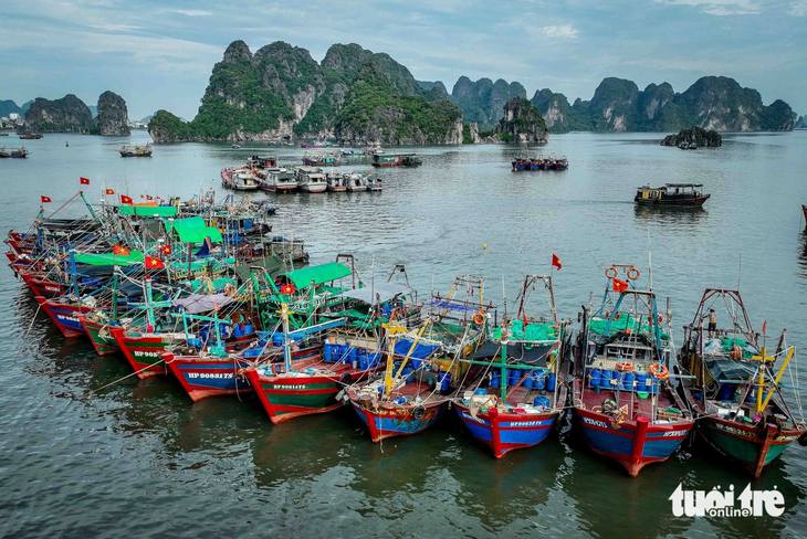 Tàu cá neo đậu tại khu vực cảng cá Hạ Long (Quảng Ninh) để tránh bão số 1 - Ảnh: NGUYỄN KHÁNH
