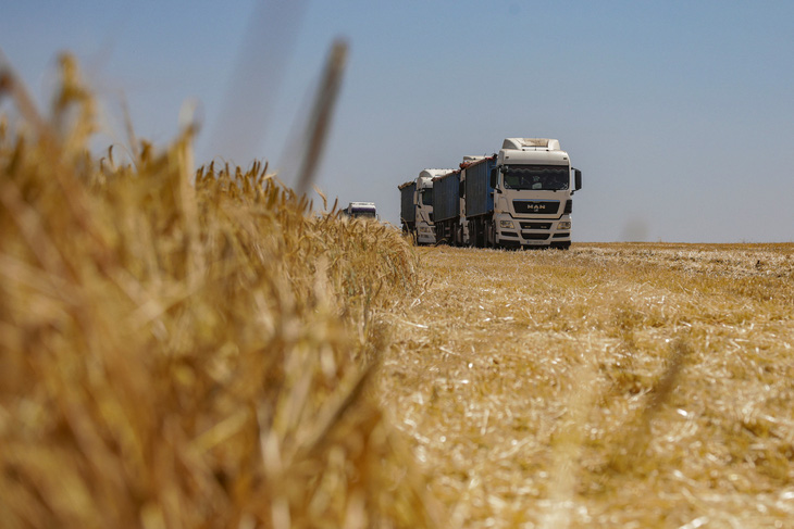 Xe tải chở lúa mạch vừa thu hoạch trên cánh đồng ở vùng Odessa, Ukraine ngày 23-6 - Ảnh: REUTERS