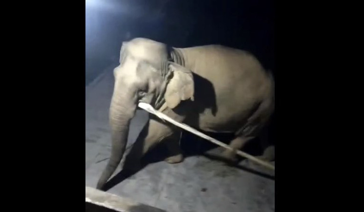 Con voi xuất hiện gần nha dân ở huyện Quỳ Hợp, Nghệ An - Ảnh: N.THẮNG