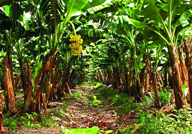 Một vườn chuối ở đảo Martinique. Ảnh: ADOBE STOCK