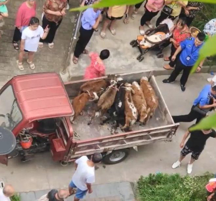 Đàn bò đã được vận chuyển ra khỏi tòa nhà.