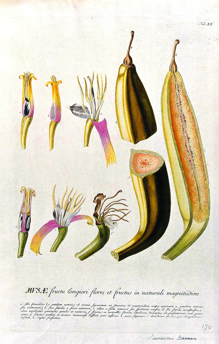 Chuối hột (pháp danh khoa học Musa paradisiaca) với các giai đoạn từ hoa đến quả. Bản khắc màu của J.J. hoặc J.E.Haid, c.1750.