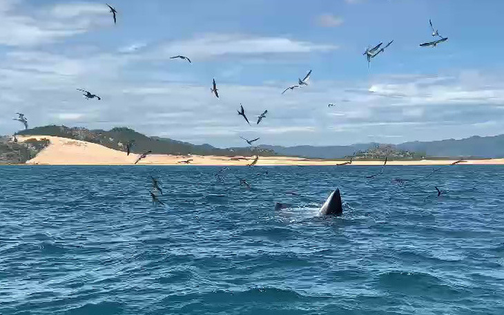 Xem clip cá voi lại xuất hiện ở biển Đề Gi - Vũng Bồi