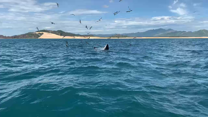 Xem clip cá voi lại xuất hiện ở biển Đề Gi - Vũng Bồi - Ảnh 1.