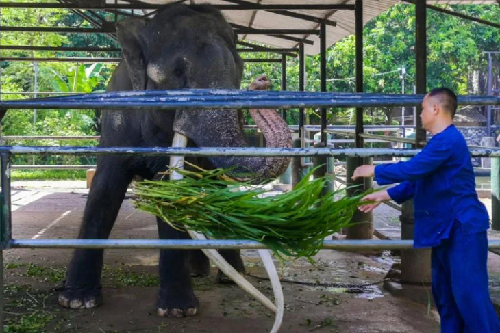 Thái Lan kiên quyết đòi lại voi tặng Sri Lanka 22 năm trước - Ảnh 1.