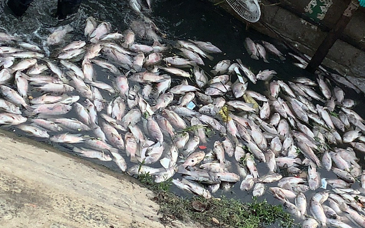 Vì sao cá chết hàng loạt sau mưa lớn ở kênh Phú Lộc?
