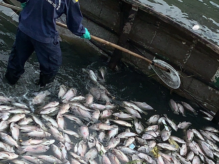 Cá chết hàng loạt sau mưa lớn ở Đà Nẵng - Ảnh: NH.TRUNG